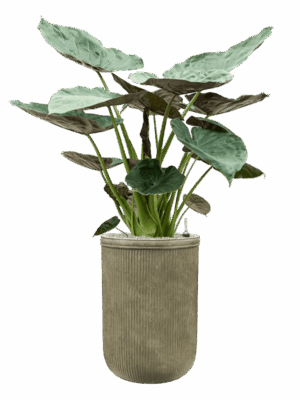 Alocasia Wentii In Baq Vertical Rib D 32 H 161 cm - PlantenShop24 - 16-06-2025