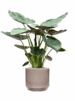 Alocasia Wentii In Rotunda Urban D 32 H 136 cm - PlantenShop24 - 16-06-2025