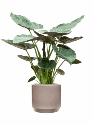 Alocasia Wentii In Rotunda Urban D 32 H 136 cm - PlantenShop24 - 16-06-2025