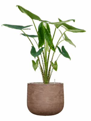 Alocasia Zebrina In Baq Algar D 24 H 119 cm - PlantenShop24 - 23-06-2025