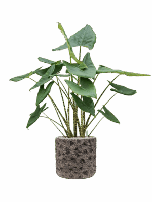 Alocasia Zebrina In Baq Luxe Lite Universe Moon D 32 H 144 cm - PlantenShop24 - 18-06-2025