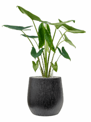 Alocasia Zebrina In Baq Raindrop D 24 H 117 cm - PlantenShop24 - 09-06-2025