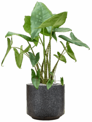 Alocasia Zebrina In Baq Terrazzo D 35 H 102 cm - PlantenShop24 - 03-06-2025