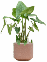 Alocasia Zebrina In Baq Terrazzo D 35 H 102 cm - PlantenShop24 - 03-06-2025