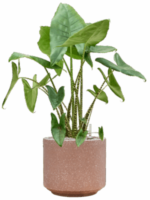 Alocasia Zebrina In Baq Terrazzo D 35 H 102 cm - PlantenShop24 - 18-06-2025