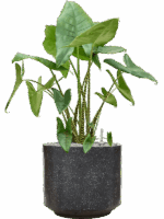 Alocasia Zebrina In Baq Terrazzo D 35 H 108 cm - PlantenShop24 - 03-06-2025