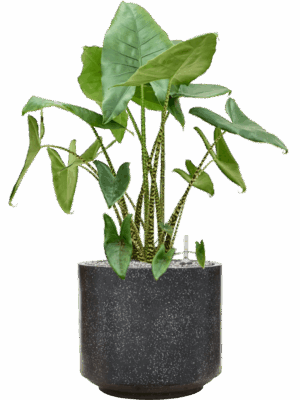 Alocasia Zebrina In Baq Terrazzo D 35 H 108 cm - PlantenShop24 - 03-06-2025