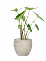 Alocasia Zebrina In Mediterranean D 19 H 68 cm - PlantenShop24 - 31-05-2025