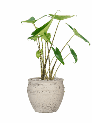 Alocasia Zebrina In Mediterranean D 19 H 68 cm - PlantenShop24 - 31-05-2025