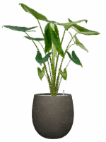 Alocasia Zebrina In Terreno D 24 H 126 cm - PlantenShop24 - 02-06-2025