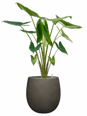 Alocasia Zebrina In Terreno D 24 H 126 cm - PlantenShop24 - 02-06-2025