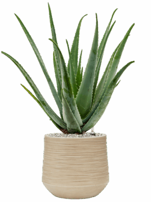 Aloe Vera Barbadensis In Baq Dune D 24 H 77 cm - PlantenShop24 - 10-06-2025