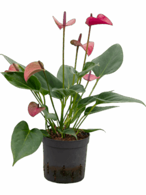 Anthurium Andraeanum Cirano D 13 H 35 cm - PlantenShop24 - 13-06-2025
