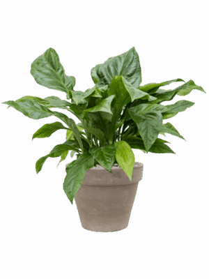 Anthurium Ellipticum Jungle Bush In Terra Cotta D 30 H 88 cm - PlantenShop24 - 02-06-2025