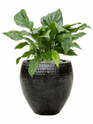 Anthurium Ellipticum Jungle Bush In Thom D 30 H 70 cm - PlantenShop24 - 02-06-2025