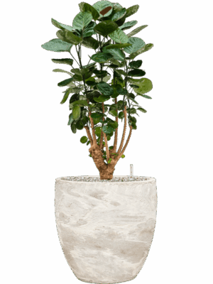Aralia Polyscias Fabian In Baq Algar D 24 H 89 cm - PlantenShop24 - 26-06-2025