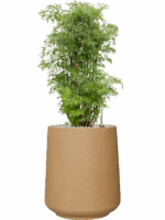 Aralia Polyscias Ming In Baq Raindrop D 24 H 97 cm - PlantenShop24 - 30-05-2025