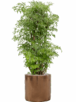Aralia Polyscias Ming In Cylinder D 24 H 106 cm - PlantenShop24 - 30-05-2025