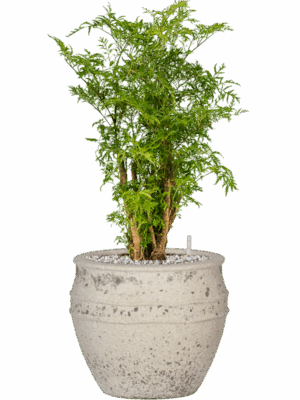 Aralia Polyscias Ming In Mediterranean D 19 H 63 cm - PlantenShop24 - 31-05-2025