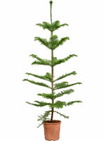 Araucaria Heterophylla D 23 H 170 cm - PlantenShop24 - 05-06-2025