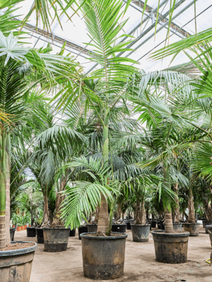 Archontophoenix Alexandrae D 73 H 430 cm - PlantenShop24 - 30-05-2025