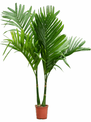 Areca Catechu D 27 H 160 cm - PlantenShop24 - 18-06-2025