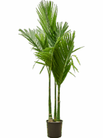 Areca Catechu D 27 H 190 cm - PlantenShop24 - 18-06-2025