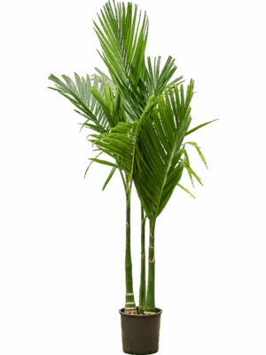 Areca Catechu D 27 H 190 cm - PlantenShop24 - 18-06-2025
