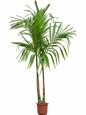 Areca Catechu D 30 H 220 cm - PlantenShop24 - 18-06-2025