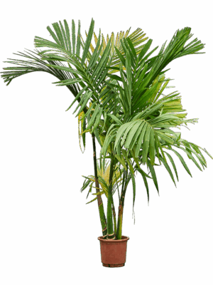 Areca Catechu D 30 H 220 cm - PlantenShop24 - 18-06-2025