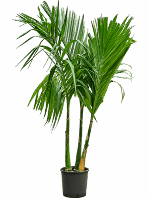 Areca Catechu D 30 H 220 cm - PlantenShop24 - 18-06-2025