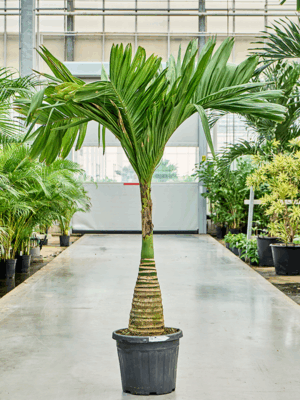 Areca Catechu Dwarf D 43 H 190 cm - PlantenShop24 - 26-06-2025