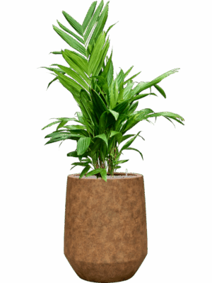 Areca Triandra In Mineral D 21 H 154 cm - PlantenShop24 - 23-06-2025