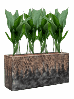 Aspidistra Elatior In Baq Luxe Lite Universe Comet D 22 H 105 cm - PlantenShop24 - 01-06-2025