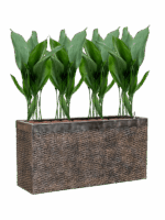 Aspidistra Elatior In Baq Luxe Lite Universe Layer D 88 H 105 cm - PlantenShop24 - 01-06-2025