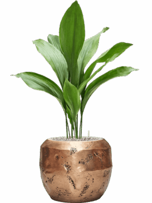 Aspidistra Elatior In Baq Opus Raw D 17 H 91 cm - PlantenShop24 - 28-06-2025