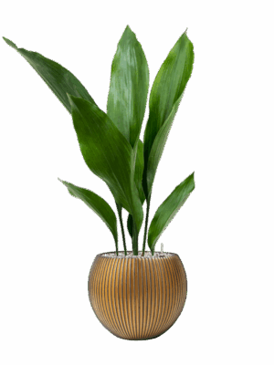 Aspidistra Elatior In Capi Nature Groove D 13 H 68 cm - PlantenShop24 - 13-06-2025