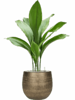 Aspidistra Elatior In Ryan D 17 H 88 cm - PlantenShop24 - 28-06-2025