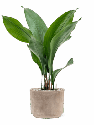Aspidistra Elatior In Terra Cotta D 15 H 62 cm - PlantenShop24 - 04-06-2025
