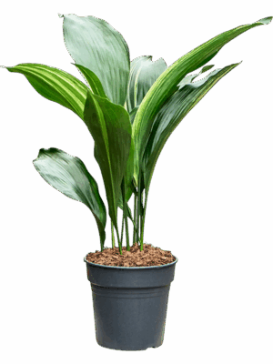 Aspidistra Elatior Variegata D 17 H 70 cm - PlantenShop24 - 13-06-2025