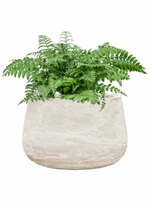 Asplenium Dimorphum Parvati In Baq Algar D 21 H 43 cm - PlantenShop24 - 26-06-2025
