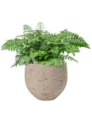 Asplenium Dimorphum Parvati In Rough D 21 H 40 cm - PlantenShop24 - 13-06-2025