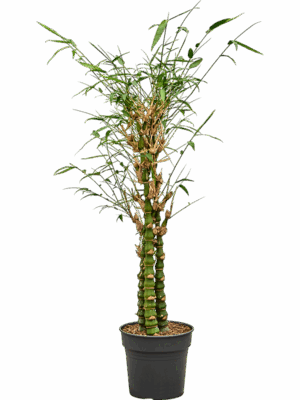 Bambusa Ventricosa D 27 H 140 cm - PlantenShop24 - 18-06-2025
