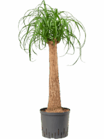Beaucarnea Recurvata D 22 H 90 cm - PlantenShop24 - 16-06-2025