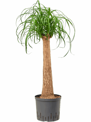 Beaucarnea Recurvata D 22 H 90 cm - PlantenShop24 - 16-06-2025