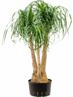 Beaucarnea Recurvata D 32 H 120 cm - PlantenShop24 - 30-05-2025
