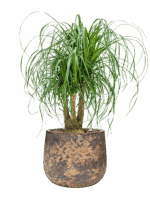 Beaucarnea Recurvata In Baq Atlas D 25 H 85 cm - PlantenShop24 - 30-06-2025