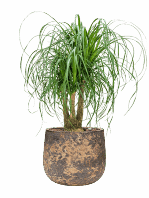 Beaucarnea Recurvata In Baq Atlas D 25 H 85 cm - PlantenShop24 - 30-06-2025