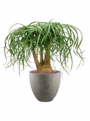 Beaucarnea Recurvata In Grigio D 22 H 78 cm - PlantenShop24 - 17-06-2025