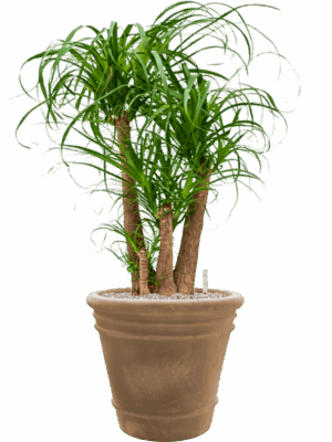 Beaucarnea Recurvata In Terra Cotta Doppio D 32 H 103 cm - PlantenShop24 - 24-06-2025